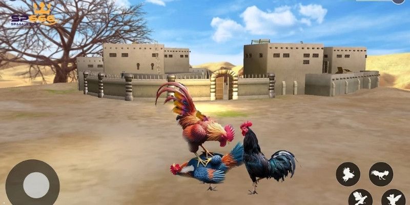 SP666 cung cấp nhiều hình thức đá gà cho hội viên